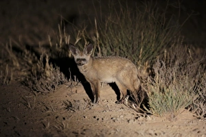 Desert Prints: Bat-eared Fox (Otocyon megalotis) adult