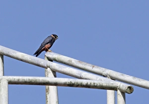 Central America Prints: Bat Falcon (Falco rufigularis petoensis) adult