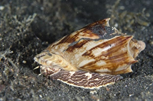 Muck Prints: Bat Volute (Cymbiola vespertilio) adult
