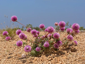 Annual Prints: Batchelor Buttons (Gomphrena canescens) flowering