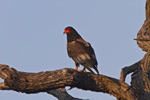 Bateleur Eagle adult - Botswana, Africa