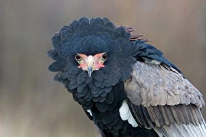 Eagles Prints: Bateleur Eagle (Terathopius ecaudatus) adult, close-up of head (captive)