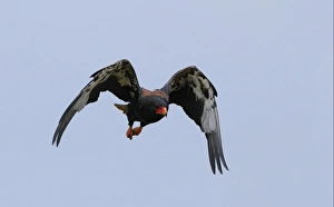 Bateleur Eagle (Terathopius ecaudatus) adult, in flight, Masai Mara, Kenya