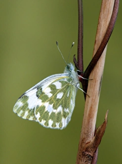 Pieridae Prints: Bath White (Pontia daplidice) adult female