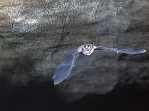 Insectivore Prints: BatHorseshoe Greater (Rhinolophus ferrum-equipum) Flying in cave