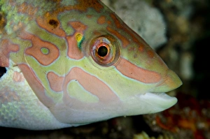 Indopacific Prints: Batu Coris Wrasse (Coris batuensis) adult