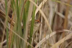 Bay-capped Wren-spinetail (Spartonoica maluroides) adult, post-breeding plumage, perched amongst leaves, Rincon de Cobo, Buenos Aires, Argentina, february