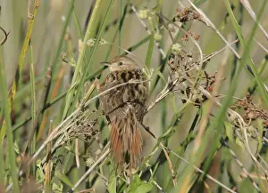 Bay-capped Wren-spinetail (Spartonoica maluroides) adult, perched on stem, Rincon de Cobo, Buenos Aires, Argentina, february