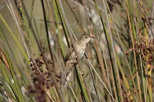 Ovenbird Prints: Bay-capped Wren-spinetail (Spartonoica maluroides) juvenile