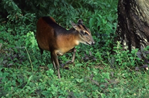 Black Backed Prints: Bay Duiker (Cephalophus dorsalis) adult, walking in forest, Liberia