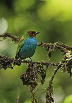 Central America Prints: Bay-headed Tanager (Tangara gyrola bangsi) adult