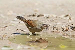 Drinking Prints: Bay-winged Cowbird (Agelaioides badius) adult