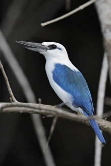 Beach Kingfisher (Todiramphus saurophaga) adult, perched on branch, Makira Island, Solomon Islands, April