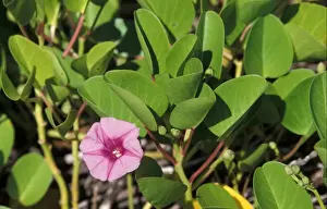 Vine Prints: Beach Morning Glory (Ipomoea pes-caprae) James Island, Galapagos
