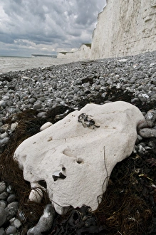 Stones Prints: Beach with rock, pebbles and chalk sea cliff, Birling Gap, East Sussex, England, july