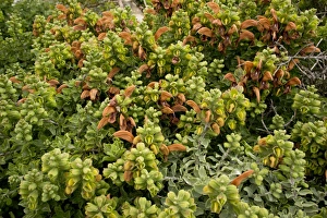 Cape Prints: Beach Salvia (Salvia africana-lutea) flowering