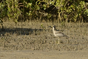 Cairns Prints: Beach Stone-curlew (Esacus giganteus) adult