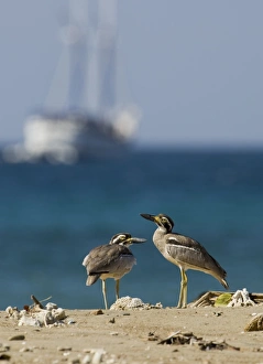 Ship Prints: Beach Stone-curlew (Esacus giganteus) two adults