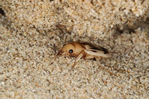 Beachcomber Beetle (Nebria complanata) adult, under strandline debris on beach, Gower Peninsula, Glamorgan, Wales
