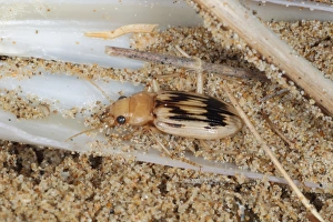 Beachcomber Beetle (Nebria complanata) adult, under strandline debris on beach, Gower Peninsula, Glamorgan, Wales