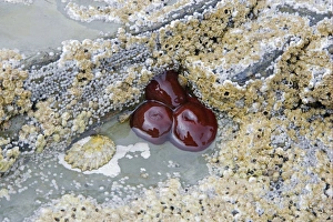 Orkney Prints: Beadlet Anemone (Actinia equina) closed