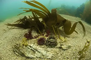 Beadlet Anemone (Actinia equina) and Jewel Anemone (Corynactis haddoni) adults, with tentacles extended