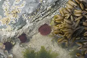 Orkney Prints: Beadlet Anemone (Actinia equina) in rockpool at low tide