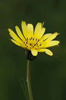 London Prints: Beaked Hawksbeard (Crepis vesicaria) close-up of flower, Bexley, Kent, England, May