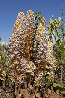 : Bean Broomrape (Orobanche crenata) flowering