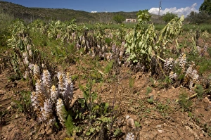 : Bean Broomrape (Orobanche crenata) flowering