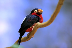 Barbet Prints: Bearded Barbet (Lybius dubius) adult, perched on branch (captive)
