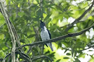 Bearded Bellbird (Procnias averano carnobarba) adult male, calling, perched on liana in rainforest