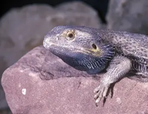Dragon Prints: Bearded Dragon (Amphibolurus barbatus) On rock - close-up