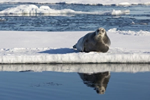 Bearded Seal (Erignathus barbatus) adult, resting on icefloe, Hinlopenstretet, Spitsbergen, Svalbard, August