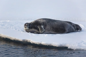 Bearded Seal (Erignathus barbatus) adult, resting on icefloe, Hinlopenstretet, Spitsbergen, Svalbard, August