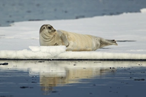 Pinniped Prints: Bearded Seal (Erignathus barbatus) adult, resting on floating pack ice, Svalbard