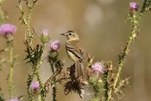 Thistle Prints: Bearded Tachuri (Polystictus pectoralis) juvenile male