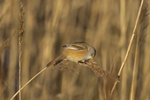 Marshlands Prints: Bearded Tit (Panurus biarmicus) adult female