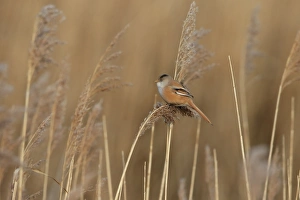Bearded Tit (Panurus biarmicus) adult female, feeding on reed seeds in reedbed, Norfolk, England, March