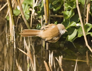 Reed Bed Prints: Bearded Tit (Panurus biarmicus) adult female