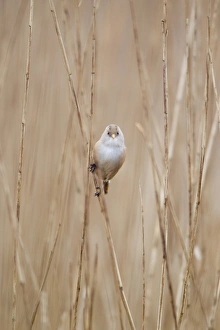 Bearded Tit (Panurus biarmicus) adult female, perched on reed stems in reedbed, Minsmere RSPB Reserve, Suffolk, England, april