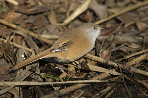 Bearded Tit (Panurus biarmicus) adult female, standing on reedbed litter, Norfolk, England, october