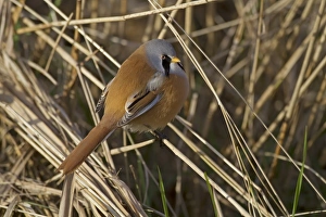 Marshlands Prints: Bearded Tit (Panurus biarmicus) adult male