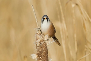 S Eed Prints: Bearded Tit (Panurus biarmicus) adult male