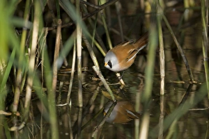 Bearded Tit (Panurus biarmicus) adult male, drinking, perched on reed stem in reedbed, Norfolk, England, october