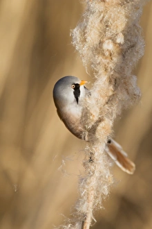 Bearded Tit (Panurus biarmicus) adult male, feeding on Reedmace (Typha sp. ) seeds in reedbed, Rainham Marshes RSPB Reserve, Thames Estuary, Essex, England, january