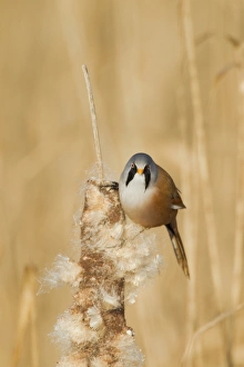 Bearded Tit (Panurus biarmicus) adult male, feeding on Reedmace (Typha sp. ) seeds in reedbed, Rainham Marshes RSPB Reserve, Thames Estuary, Essex, England, january