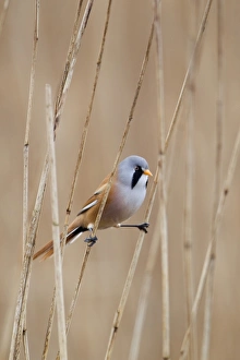 Bearded Tit (Panurus biarmicus) adult male, perched on reed stems in reedbed, Minsmere RSPB Reserve, Suffolk, England, april