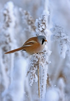 Bearded Tit (Panurus biarmicus) adult male, feeding, perched on snow covered reed, Finland, february
