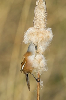 Bearded Tit (Panurus biarmicus) adult male, feeding on Reedmace (Typha sp. ) seeds in reedbed, Rainham Marshes RSPB Reserve, Thames Estuary, Essex, England, january